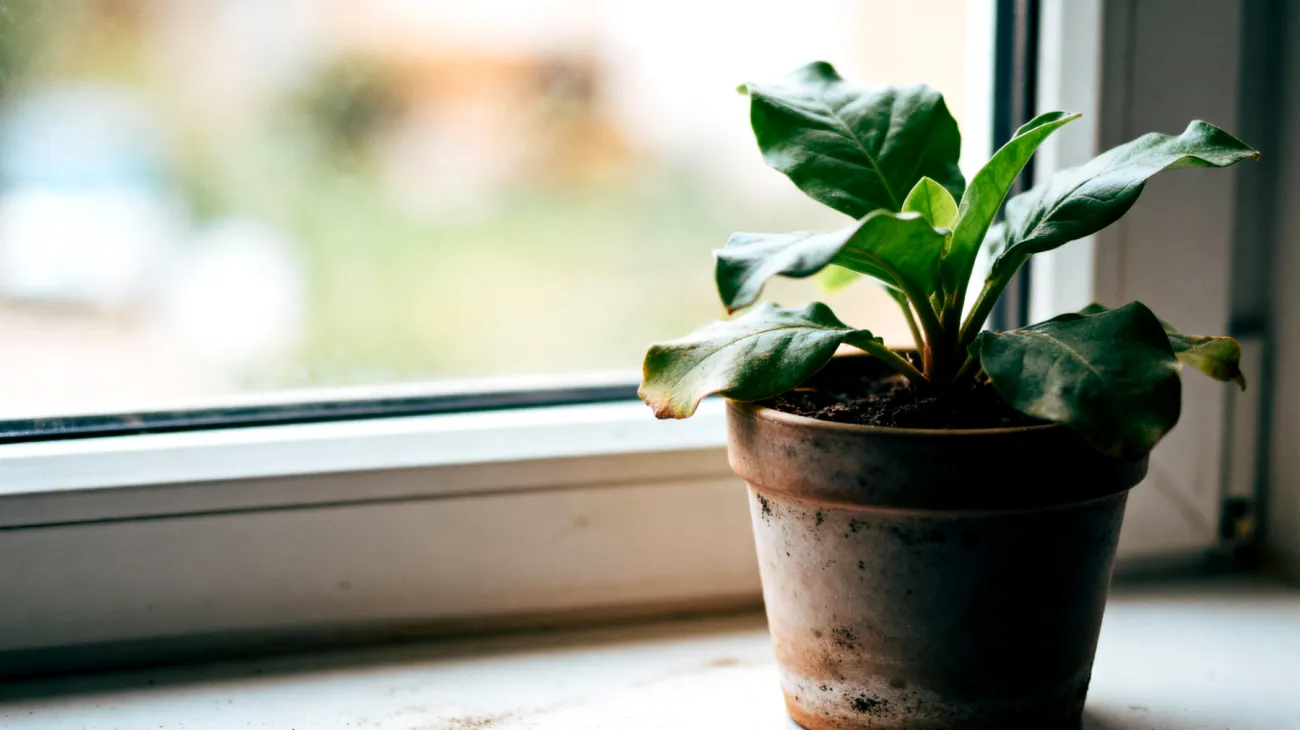 Geldbaum (Crassula)"